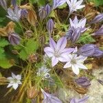 Triteleia laxaफूल