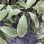 Pittosporum tenuifolium Folha