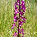 Anacamptis laxiflora Kvet