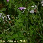 Cardamine chelidonia 形態