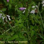 Cardamine chelidonia Habitat