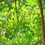 Carya illinoinensis Blad