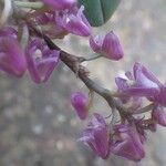 Polystachya concreta Floro