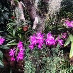 Laelia × gouldiana