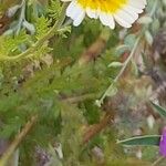 Glebionis coronariaFlower