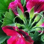 Pelargonium grandiflorum Fleur