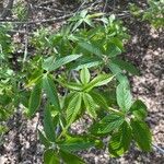 Aesculus californica Leaf