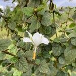 Hibiscus fuscus Blomst