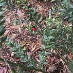 Ruscus aculeatus Alkat (teljes növény)