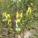 Biscutella laevigata Fruchs