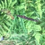 Carex nigra Flower