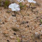 Linanthus dichotomus عادت داشتن