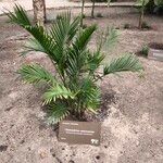 Chamaedorea cataractarum موطن