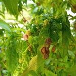 Prunus persica Altul/Alta