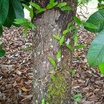 Garcinia mangostana Bark