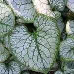 Brunnera macrophylla Blad