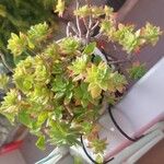 Sedum palmeriFolha