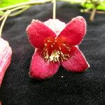 Clematis alternata Flower