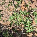 Barleria volkensii Leaf