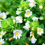 Euphrasia nemorosa Flower