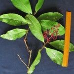 Ardisia standleyana Otro