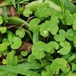 Hydrocotyle leucocephala Leaf