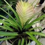 Tillandsia guatemalensisЛист