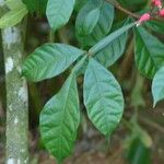 Quassia amara Hoja