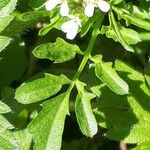 Cardamine flexuosa Folha