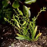 Taeniophyllum rudolfii Hábito