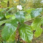 Franklinia alatamaha Lehti