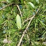 Cedrus libani Leaf