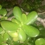 Crassula ovata অন্যান্য