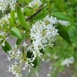 Ligustrum sinense Cvet