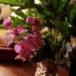 Pelargonium quercifolium Fleur