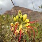 Erythrostemon gilliesiiKwiat