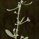 Atriplex pedunculata Ďalší