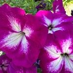 Petunia spp. Flors