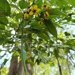 Senna papillosa Flower