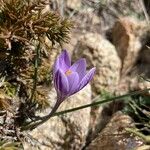 Crocus corsicus Flower