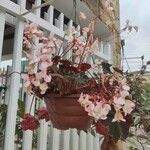 Begonia hydrocotylifolia Blomst