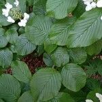 Viburnum plicatum Ліст