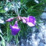 Lathyrus filiformis Flor