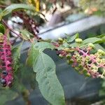 Phytolacca americanaफूल