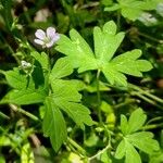 Geranium homeanum 叶