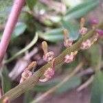 Bulbophyllum falcatum Цветок