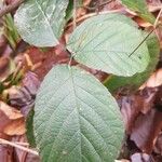 Rubus vestitus Blatt