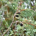 Juniperus recurva Hábito