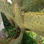 Opuntia engelmannii Leaf