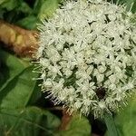 Allium cepa Flower